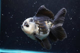 Thai Oranda  Panda 5 Inch (ID#422T2c-118) Free2Day SHIPPING