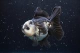 Thai Oranda  Panda 5 Inch (ID#422T2c-118) Free2Day SHIPPING