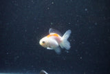 2Pack Baby Thai Oranda   2 Inch (ID#1025ToPTD-16) Free2Day SHIPPING