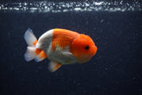 Juvenile Lionchu  Red White 3.5 Inch (ID#0113R11a-15) Free2Day SHIPPING