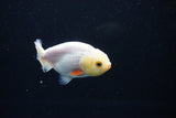 Ranchu  Red White 3 Inch (ID#1122R1c-82) Free2Day SHIPPING