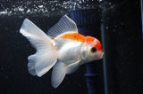 Juvenile Thai Oranda  Red White 3.5 Inch (ID#314T13b-66) Free2Day SHIPPING