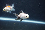 2Pack Baby Thai Oranda   2 Inch (ID#1025ToPTD-16) Free2Day SHIPPING