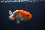 Juvenile Lionchu  Red White 3.5 Inch (ID#0113R11a-15) Free2Day SHIPPING