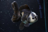 Thai Oranda  Panda 5 Inch (ID#422T2c-118) Free2Day SHIPPING