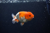 Juvenile Lionchu  Red White 3.5 Inch (ID#0113R11a-15) Free2Day SHIPPING