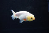 Ranchu  Red White 3 Inch (ID#1122R1c-82) Free2Day SHIPPING