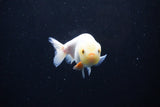 Ranchu  Red White 3 Inch (ID#1122R1c-82) Free2Day SHIPPING