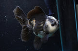 Thai Oranda  Panda 5 Inch (ID#422T2c-118) Free2Day SHIPPING