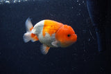 Juvenile Lionchu  Red White 3.5 Inch (ID#0113R11a-15) Free2Day SHIPPING