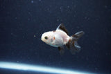 2Pack Baby Thai Oranda   2 Inch (ID#1025ToPTD-16) Free2Day SHIPPING