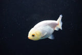 Ranchu  Red White 3 Inch (ID#1122R1c-82) Free2Day SHIPPING