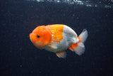 Juvenile Lionchu  Red White 3.5 Inch (ID#0113R11a-15) Free2Day SHIPPING