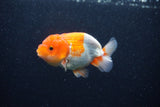 Juvenile Lionchu  Red White 3.5 Inch (ID#0113R11a-15) Free2Day SHIPPING