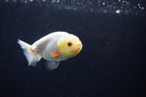 Ranchu  Red White 3 Inch (ID#1122R1c-82) Free2Day SHIPPING