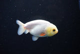 Ranchu  Red White 3 Inch (ID#1122R1c-82) Free2Day SHIPPING