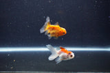 2Pack Baby Thai Oranda   2 Inch (ID#1025ToPTD-17) Free2Day SHIPPING