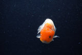 Juvenile Lionchu  Red White 3.5 Inch (ID#0113R11a-16) Free2Day SHIPPING