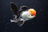 Thai Oranda  Tricolor 5.5 Inch (ID#422T2c-119) Free2Day SHIPPING