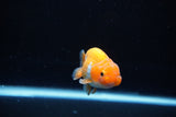 Ranchu  Red White 2.5 Inch (ID#1126R1c-72) Free2Day SHIPPING