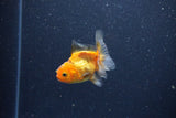 2Pack Baby Thai Oranda   2 Inch (ID#1025ToPTD-17) Free2Day SHIPPING