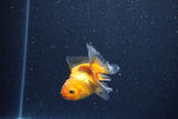 2Pack Baby Thai Oranda   2 Inch (ID#1025ToPTD-17) Free2Day SHIPPING