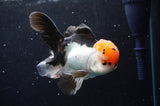 Thai Oranda  Tricolor 5.5 Inch (ID#422T2c-119) Free2Day SHIPPING