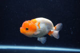 Juvenile Lionchu  Red White 3.5 Inch (ID#0113R11a-16) Free2Day SHIPPING