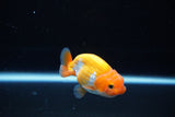 Ranchu  Red White 2.5 Inch (ID#1126R1c-72) Free2Day SHIPPING