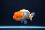 Juvenile Lionchu  Red White 3.5 Inch (ID#0113R11a-16) Free2Day SHIPPING