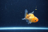 2Pack Baby Thai Oranda   2 Inch (ID#1025ToPTD-17) Free2Day SHIPPING