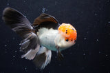 Thai Oranda  Tricolor 5.5 Inch (ID#422T2c-119) Free2Day SHIPPING