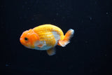 Ranchu  Red White 2.5 Inch (ID#1126R1c-72) Free2Day SHIPPING