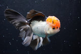 Thai Oranda  Tricolor 5.5 Inch (ID#422T2c-119) Free2Day SHIPPING