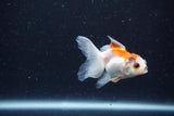 2Pack Baby Thai Oranda   2 Inch (ID#1025ToPTD-17) Free2Day SHIPPING