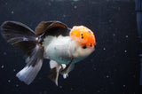 Thai Oranda  Tricolor 5.5 Inch (ID#422T2c-119) Free2Day SHIPPING