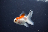 2Pack Baby Thai Oranda   2 Inch (ID#1025ToPTD-17) Free2Day SHIPPING