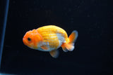 Ranchu  Red White 2.5 Inch (ID#1126R1c-72) Free2Day SHIPPING