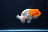 Juvenile Lionchu  Red White 3.5 Inch (ID#0113R11a-16) Free2Day SHIPPING