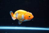 Ranchu  Red White 2.5 Inch (ID#1126R1c-72) Free2Day SHIPPING