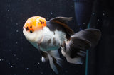 Thai Oranda  Tricolor 5.5 Inch (ID#422T2c-119) Free2Day SHIPPING