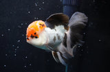 Thai Oranda  Tricolor 5.5 Inch (ID#422T2c-119) Free2Day SHIPPING