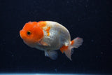 Juvenile Lionchu  Red White 3.5 Inch (ID#0113R11a-16) Free2Day SHIPPING