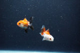 2Pack Baby Thai Oranda   2 Inch (ID#1025ToPTD-18) Free2Day SHIPPING