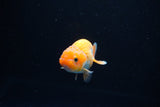 Ranchu  Red White 2.5 Inch (ID#1126R1c-72) Free2Day SHIPPING