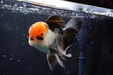 Thai Oranda  Tricolor 5.5 Inch (ID#422T2c-119) Free2Day SHIPPING