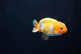 Ranchu  Red White 2.5 Inch (ID#1126R1c-72) Free2Day SHIPPING