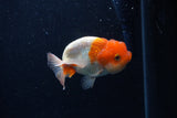 Juvenile Lionchu  Red White 3.5 Inch (ID#0113R11a-16) Free2Day SHIPPING