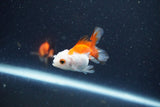 2Pack Baby Thai Oranda   2 Inch (ID#1025ToPTD-18) Free2Day SHIPPING