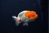 Juvenile Lionchu  Red White 3.5 Inch (ID#0113R11a-16) Free2Day SHIPPING